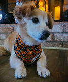 Jack O' dana- Dog Bandana