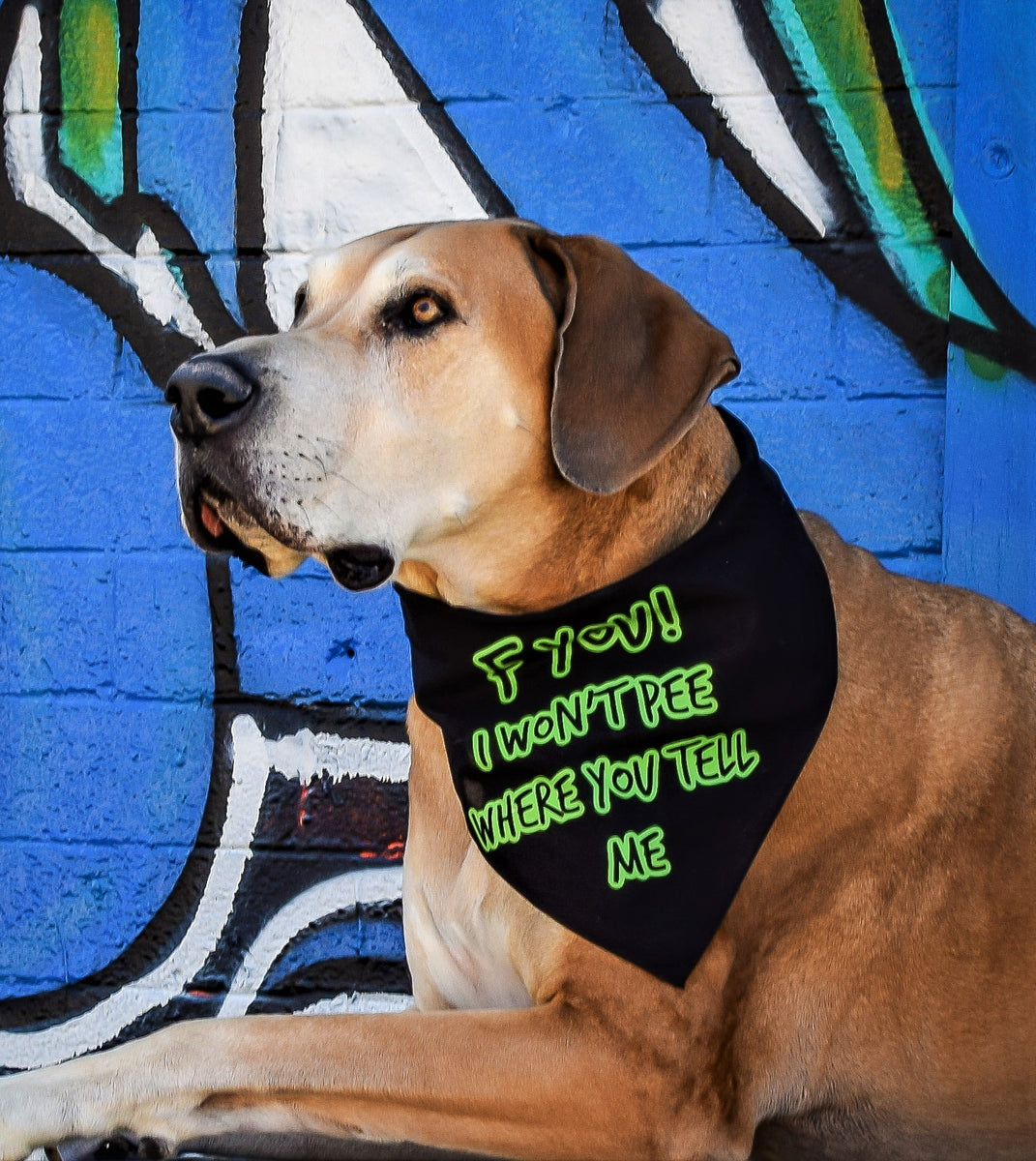 I am hotsell deaf dog bandana