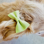 APPLE GREEN WITH POLKA DOTS- Pet hair bow