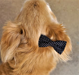 BLACK WITH POLKA DOTS- Pet hair bow