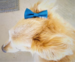 NAVY- Pet hair bow