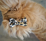 BROWN CHEETAH- Pet hair bow