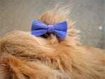 LILA- Pet hair bow