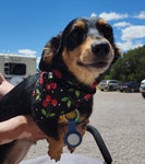 CHERRY BOMB- Dog Bandana