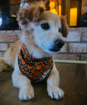 Jack O' dana- Dog Bandana