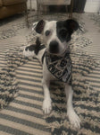 The witching hour- Dog Bandana